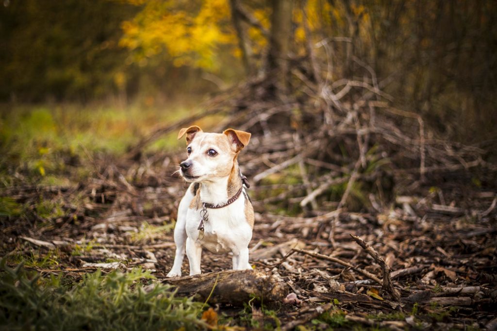 hund-im-herbst
